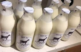 Produccion de leche caprina