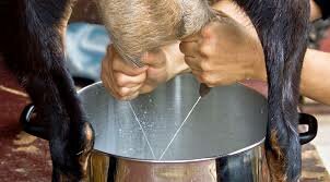 Produccion de leche caprina