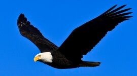 Timeline: Isai Reyes