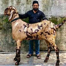 Producción de leche caprina internacional