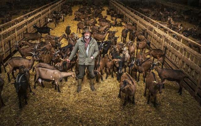 Producción de leche caprina internacional