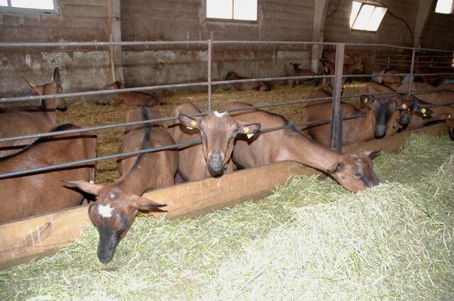 Producción de leche caprina internacional