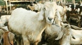 Timeline: Caprinos en Colombia