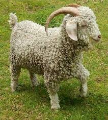 Raza Angora