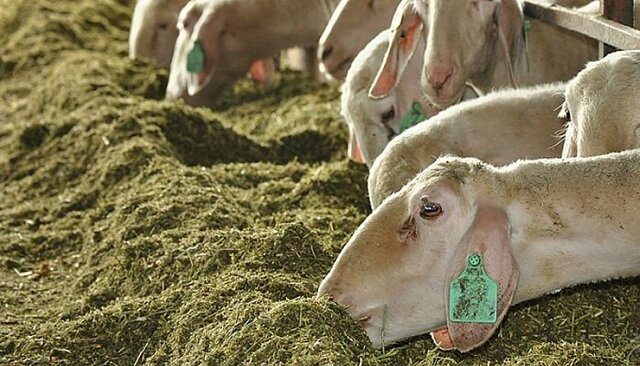 No existian los animales de engorde tecnificados