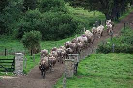 Se conoce como produccion