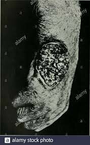 2. Efectos Biológicos.