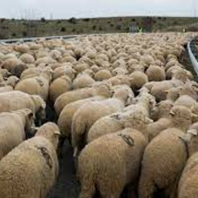 Timeline: Ovinocultura en Colombia