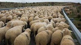 Timeline: Ovinocultura en Colombia