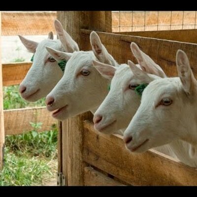 Timeline: Caprinocultura En Colombia