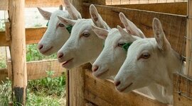 Timeline: Caprinocultura En Colombia