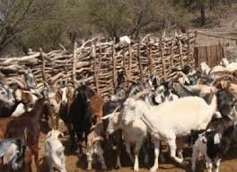 Se empezaron a realizar cruces