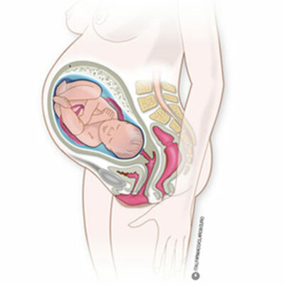 Timeline: Desarrollo del embarazo