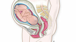 Timeline: Desarrollo del embarazo