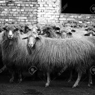 Timeline: Ovinocultura en el Mundo