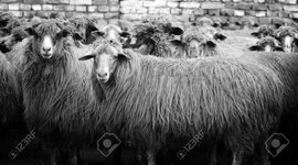 Timeline: Ovinocultura en el Mundo