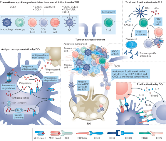 Custom Cancer Vaccines 2019