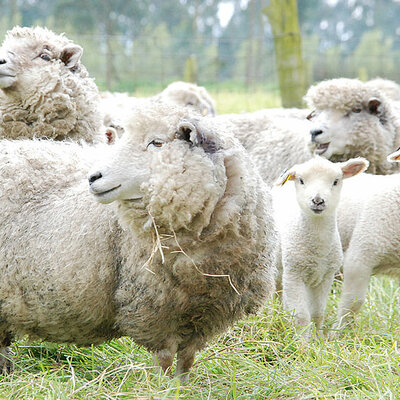 Timeline: Ovinocultura en el mundo