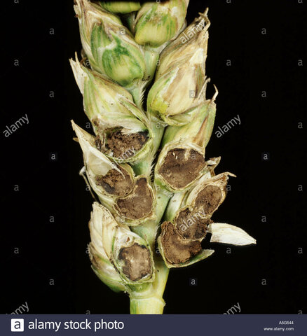 La teoria Microbiana sin Pasteur y Koch