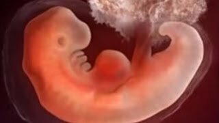 PERÍODO EMBRIONARIO 1-4 SEM.