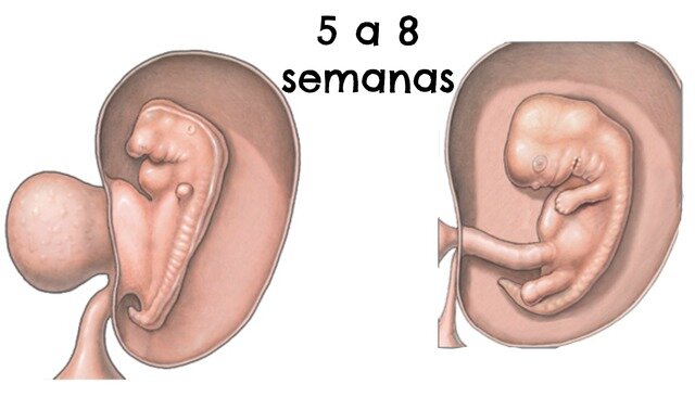 PERIODO DE 5-8- SEM.