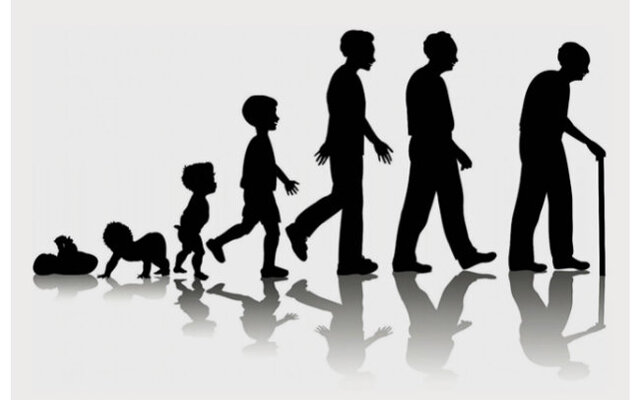 Las etapas del desarrollo