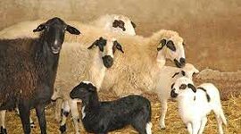 Timeline: historia de la ovino cultura en nicaragua