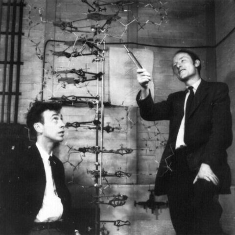 James Watson y Francis Crick: (1953)