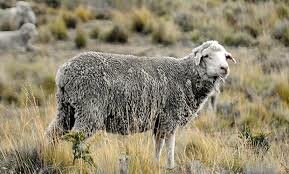 Producción nacional de carne ovina