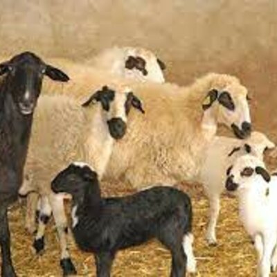 Timeline: historia de la ovino cultura en el mundo