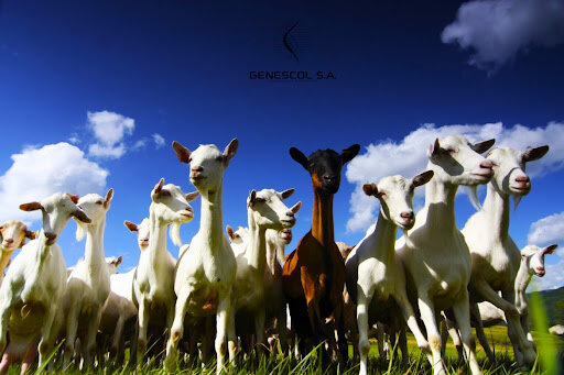 En el mundo hay 703.146 millones de cabras