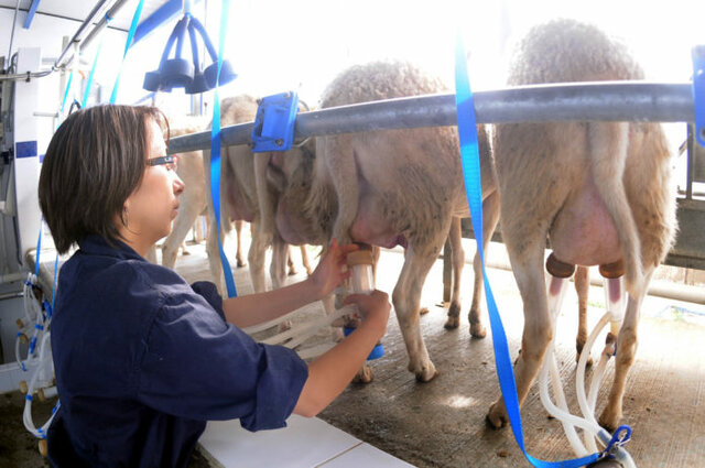 La producción de leche caprina
