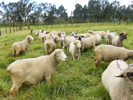 El Instituto Colombiano Agropecuario- ICA, menciono que la población caprina