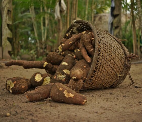 Se hacen las leyes de los Burgos