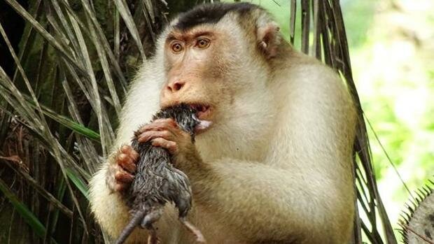 Los homínidos comienzan a hacer grupos