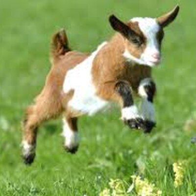 Timeline: CAPRINOCULTURA EN COLOMBIA