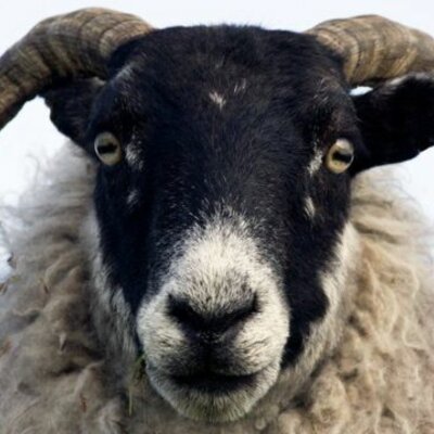 Timeline: Historia de ovino cultura Colombia