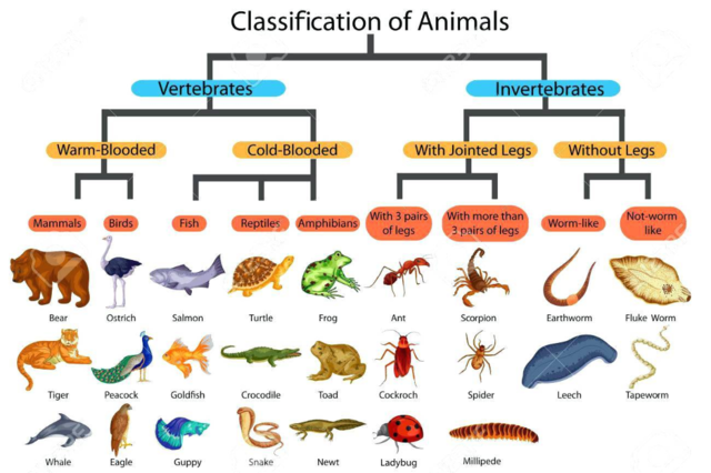 Most recent classification of Living Beings