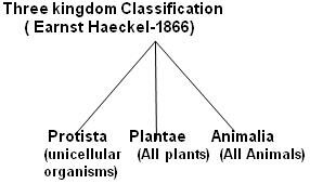 Haeckel system