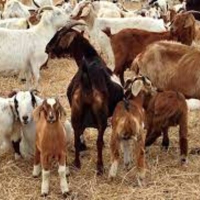 Timeline: caprino cultura en Colombia