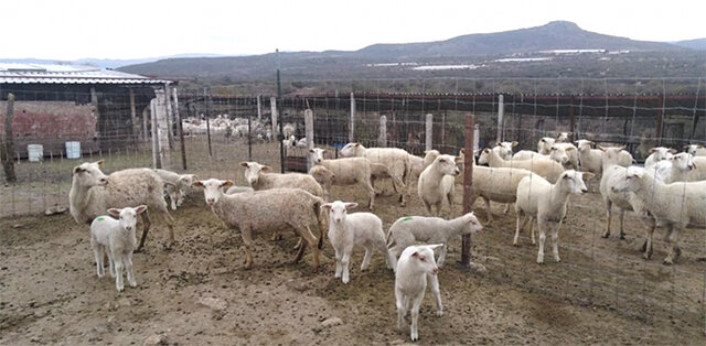 Produccion Ovina actividad que antes era de índole familiar y tradicional