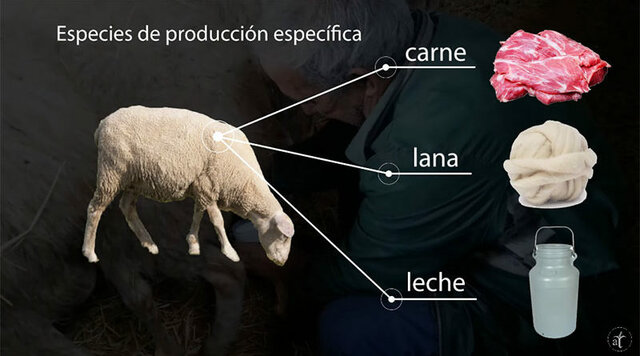 Rentabilidad que deja a los productores la carne ovina