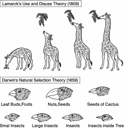 Lamarck & the origin of first living beings