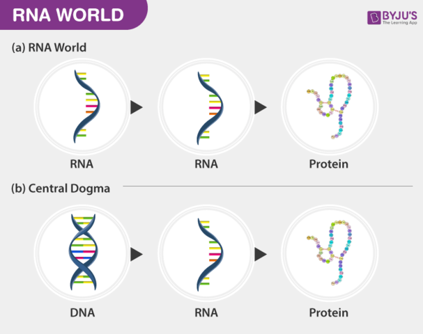 World of RNA