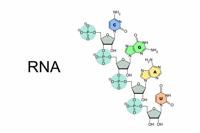 RNA molecules