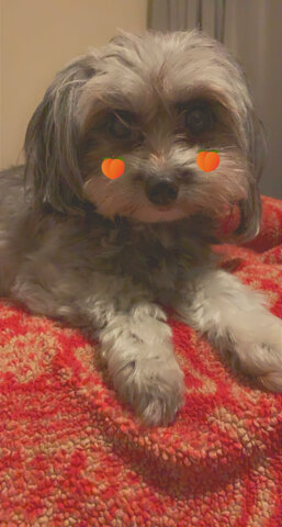 When I got my dog
