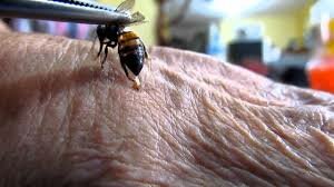 1700 BCE, Apiterapia