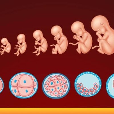 Timeline: EMBRIOLOGIA
