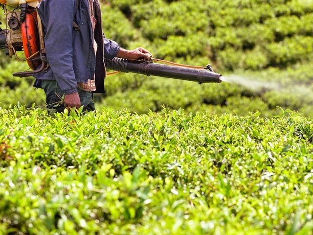 DDT y los pesticidas