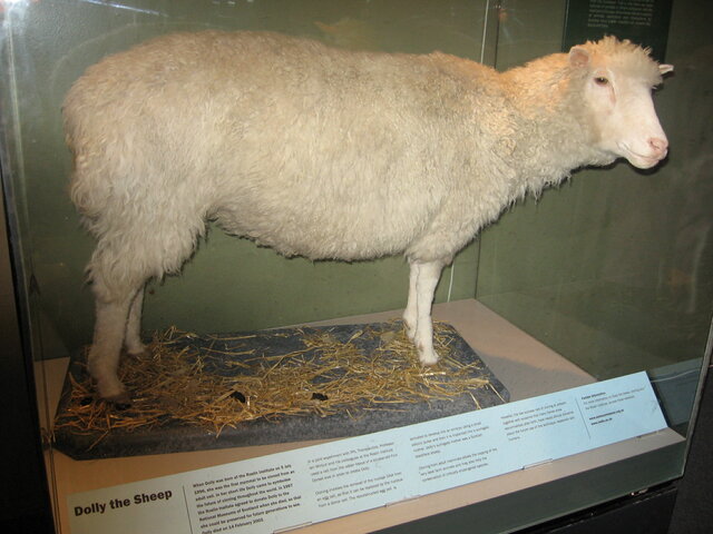 Clonación de la oveja Dolly